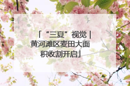 “三夏”视觉｜黄河滩区麦田大面积收割开启