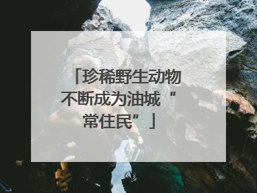 珍稀野生动物不断成为油城“常住民”