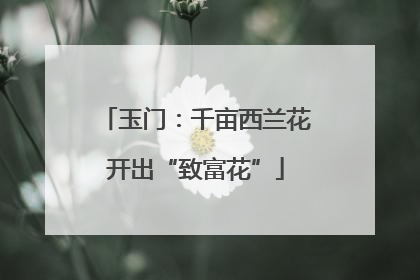 玉门：千亩西兰花开出“致富花”