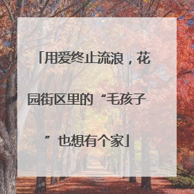 用爱终止流浪，花园街区里的“毛孩子”也想有个家