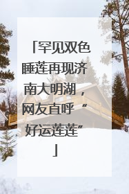 罕见双色睡莲再现济南大明湖，网友直呼“好运莲莲”