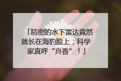 精密的水下雷达竟然就长在海豹脸上，科学家直呼“真香”！