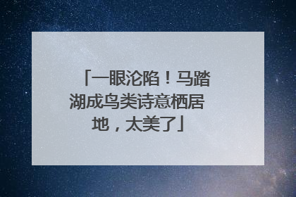 一眼沦陷！马踏湖成鸟类诗意栖居地，太美了