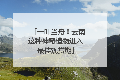 一叶当舟！云南这种神奇植物进入最佳观赏期