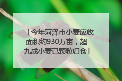 今年菏泽市小麦应收面积约930万亩，超九成小麦已颗粒归仓