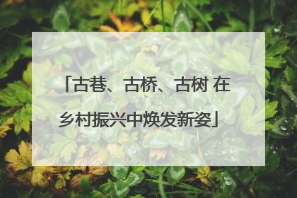 古巷、古桥、古树 在乡村振兴中焕发新姿