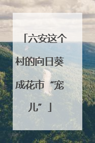 六安这个村的向日葵成花市“宠儿”