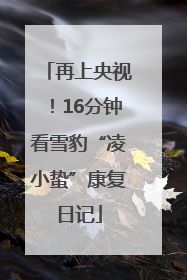 再上央视！16分钟看雪豹“凌小蛰”康复日记