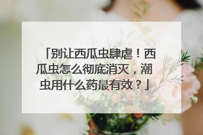 别让西瓜虫肆虐！西瓜虫怎么彻底消灭，潮虫用什么药最有效？