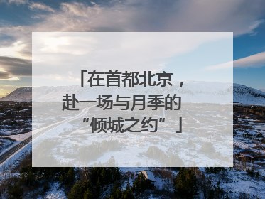 在首都北京，赴一场与月季的“倾城之约”