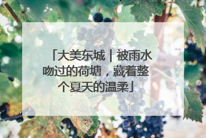 大美东城｜被雨水吻过的荷塘，藏着整个夏天的温柔