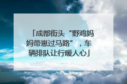 成都街头“野鸡妈妈带崽过马路”，车辆排队让行暖人心