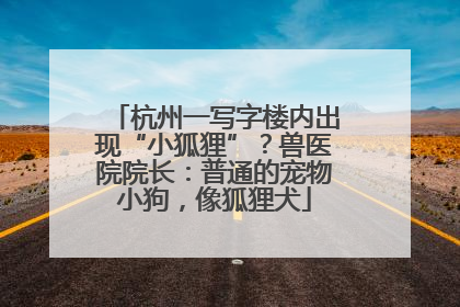 杭州一写字楼内出现“小狐狸”？兽医院院长：普通的宠物小狗，像狐狸犬