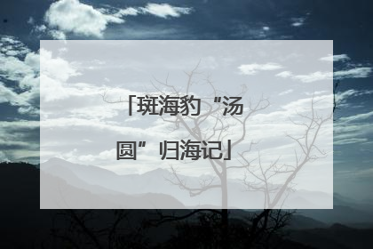 斑海豹“汤圆”归海记