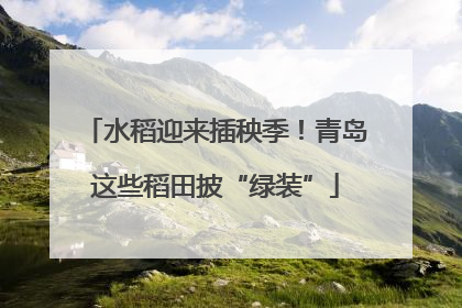 水稻迎来插秧季！青岛这些稻田披“绿装”