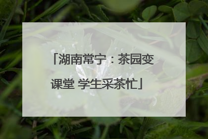 湖南常宁：茶园变课堂 学生采茶忙