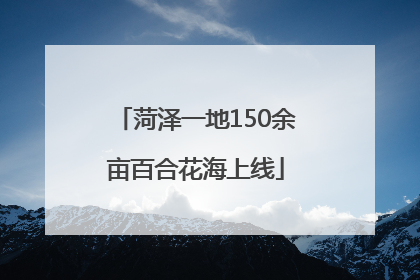 菏泽一地150余亩百合花海上线