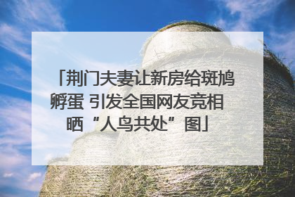 荆门夫妻让新房给斑鸠孵蛋 引发全国网友竞相晒“人鸟共处”图