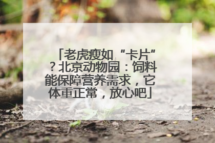 老虎瘦如“卡片”？北京动物园：饲料能保障营养需求，它体重正常，放心吧
