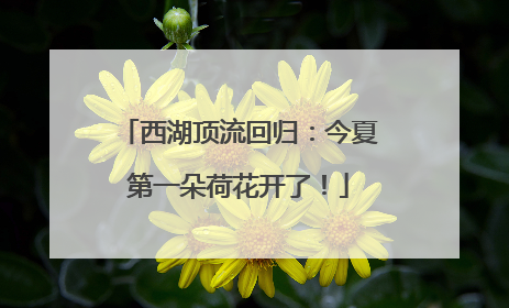 西湖顶流回归：今夏第一朵荷花开了！