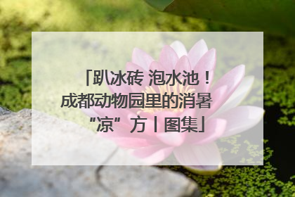 趴冰砖 泡水池！成都动物园里的消暑“凉”方丨图集