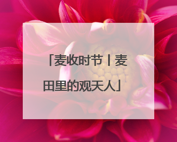 麦收时节丨麦田里的观天人