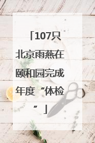 107只北京雨燕在颐和园完成年度“体检”