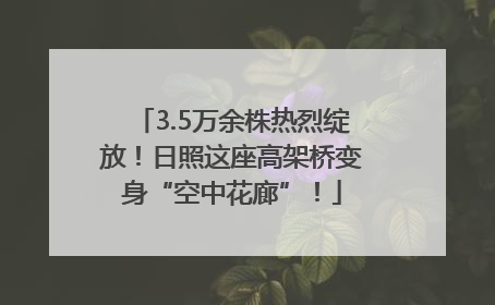 3.5万余株热烈绽放！日照这座高架桥变身“空中花廊”！