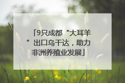 9只成都“大耳羊”出口乌干达，助力非洲养殖业发展